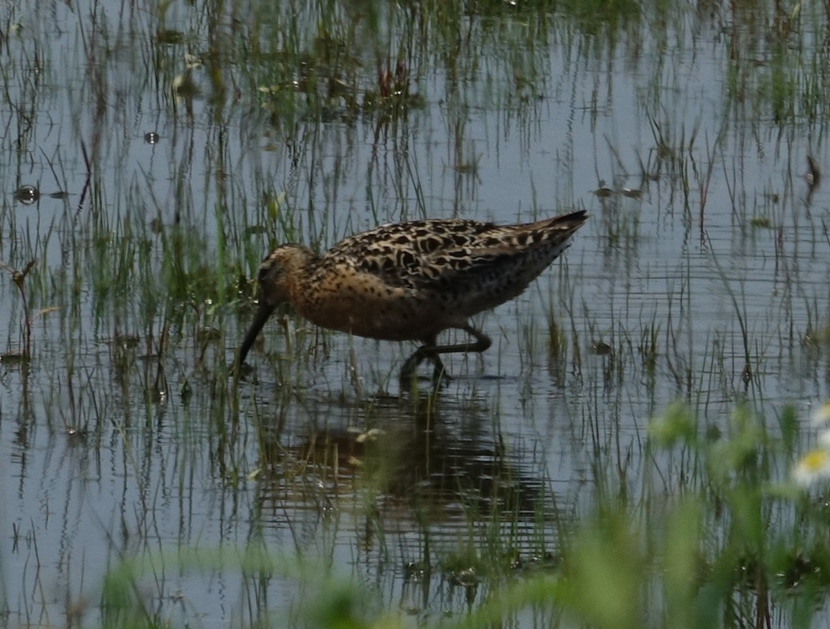 Short-billed Dowitcher - ML638286806