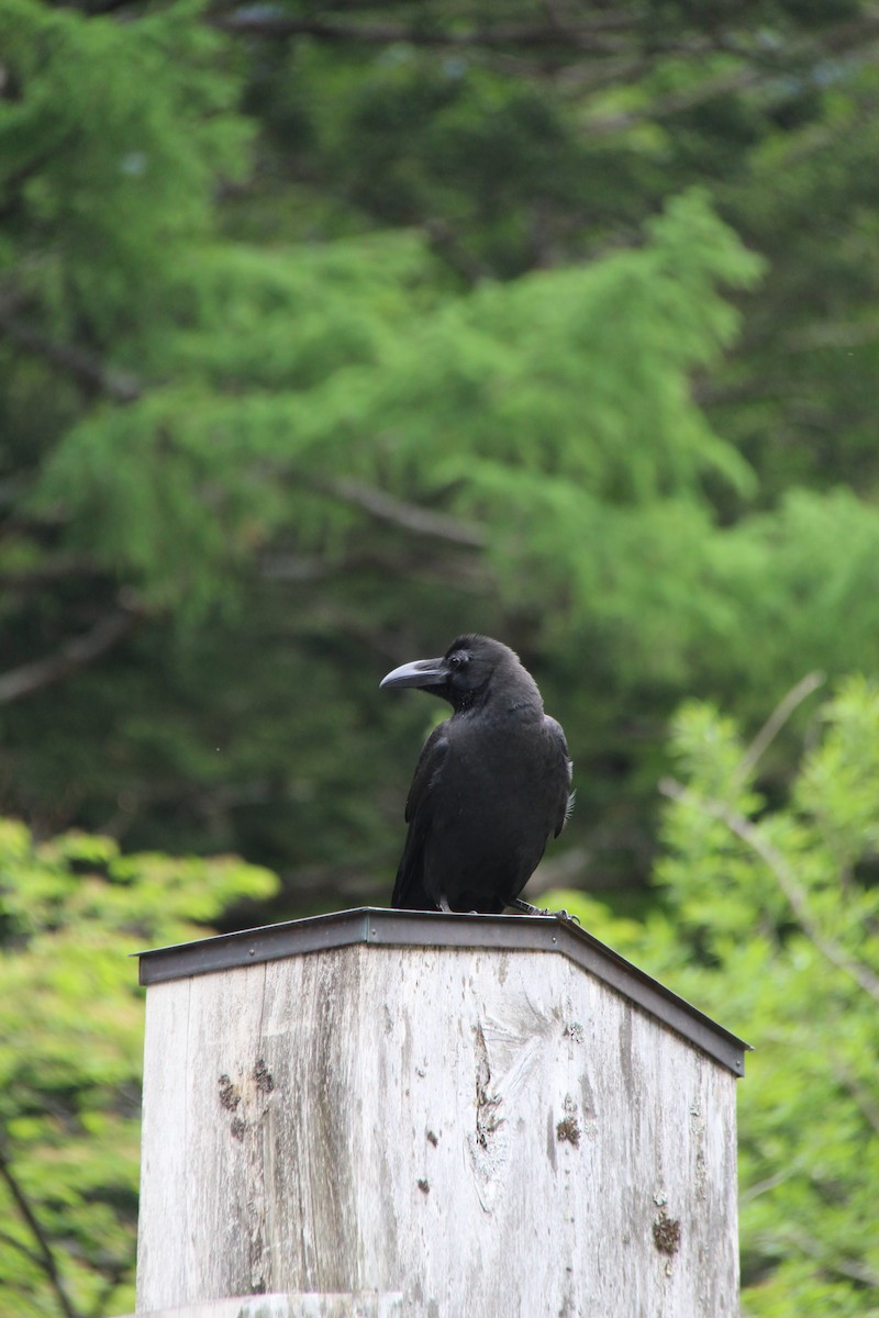 Large-billed Crow - ML638286817