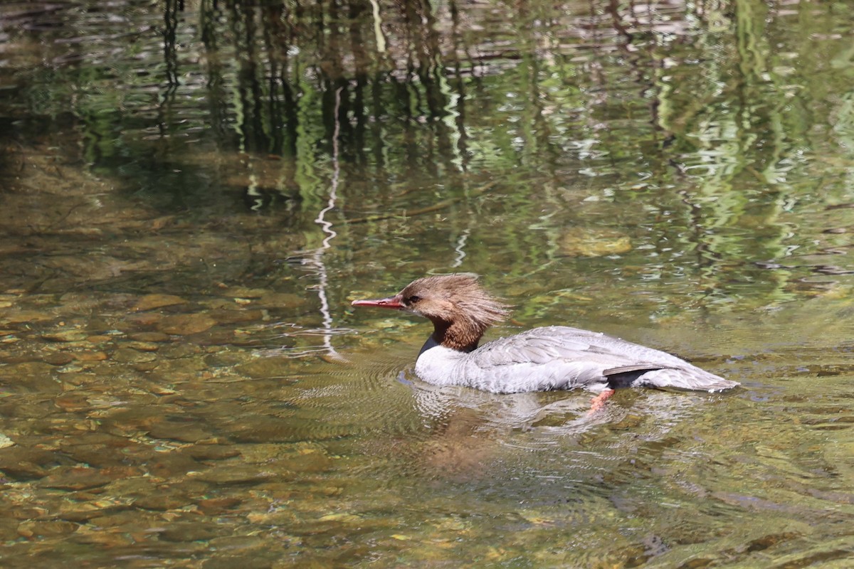 Common Merganser - ML638286820
