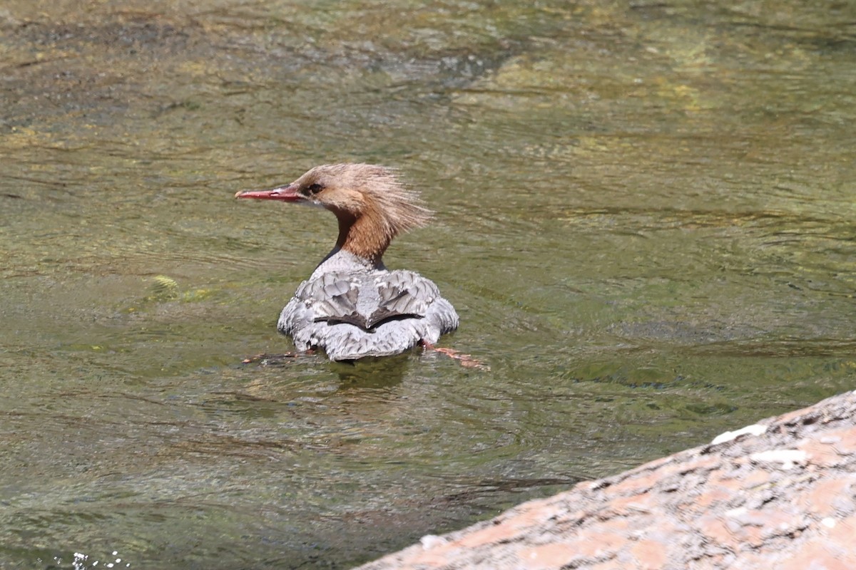 Common Merganser - ML638286821