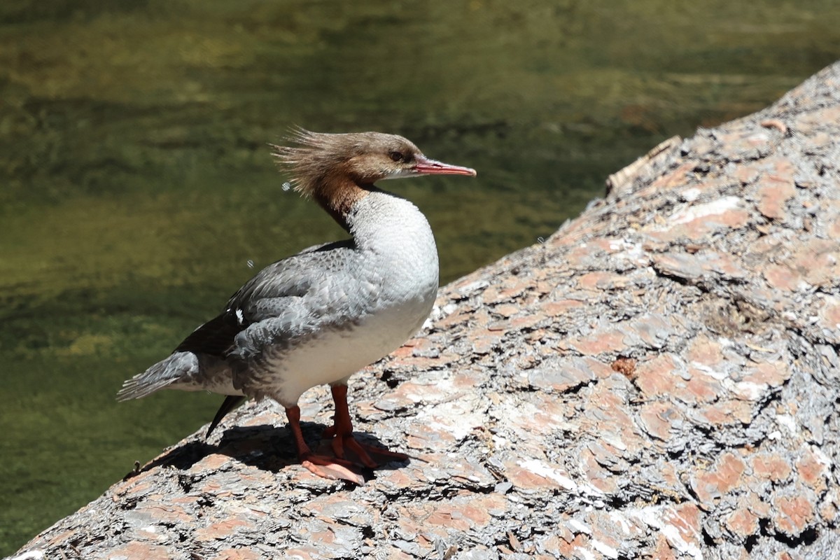 Common Merganser - ML638286822