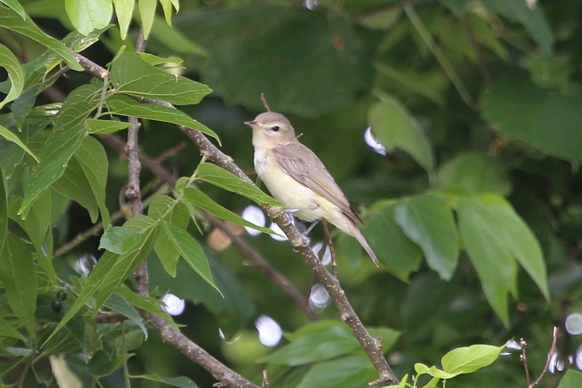 Warbling Vireo - ML638286823