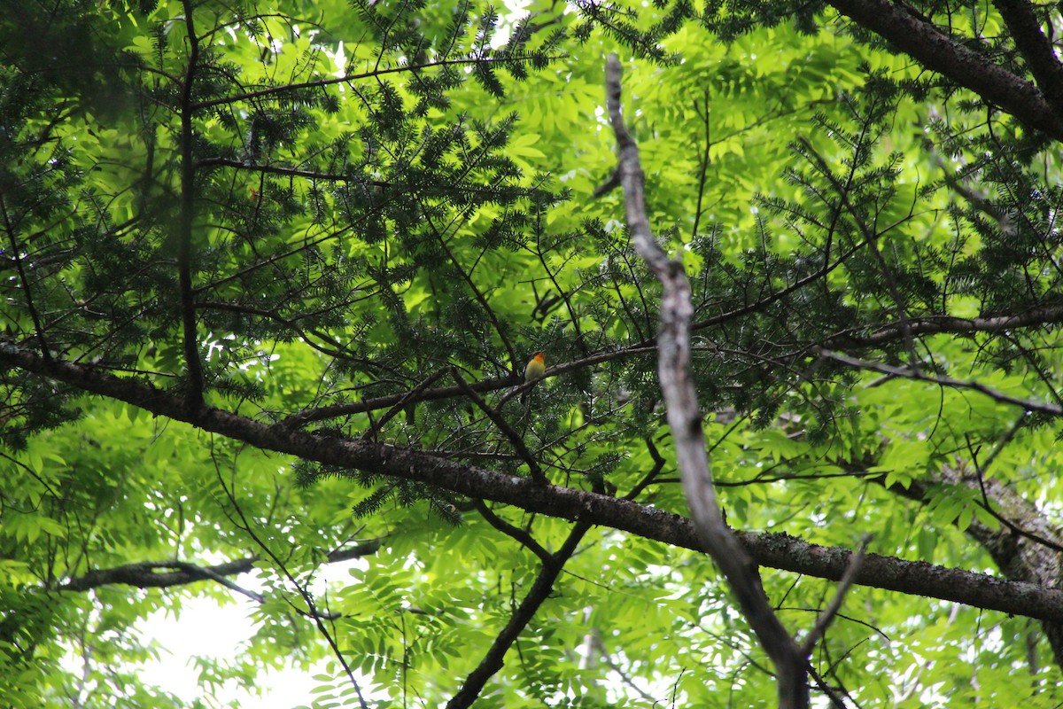 Narcissus Flycatcher - ML638286826