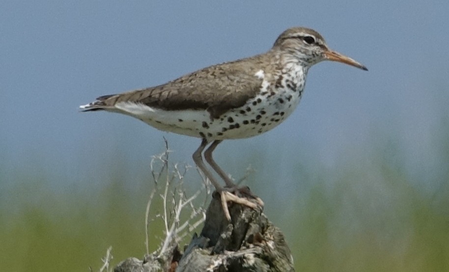 pisík americký - ML638286831