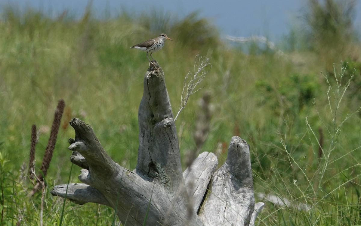 pisík americký - ML638286833