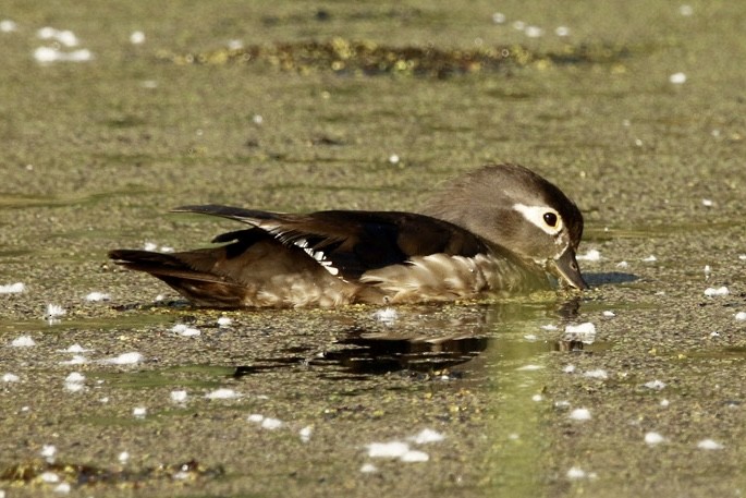 Canard branchu - ML638286848