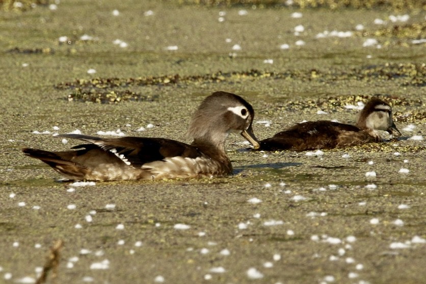 Canard branchu - ML638286849