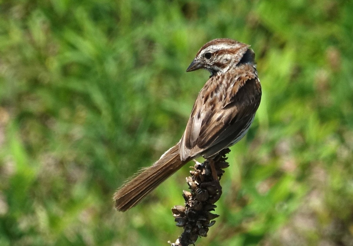Song Sparrow - ML638286859