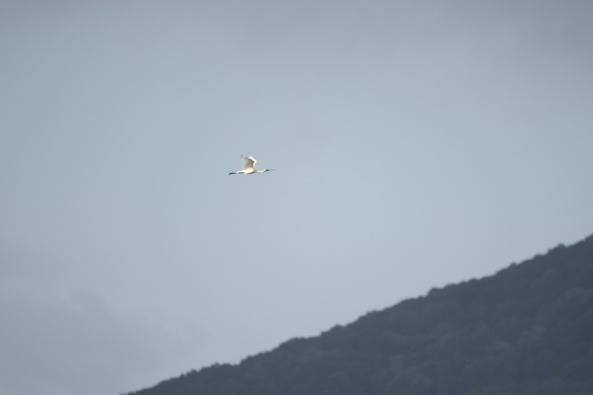 ヘラサギ - ML638286864