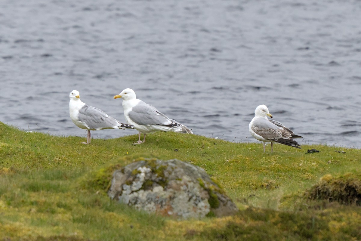 European Herring Gull - ML638286879
