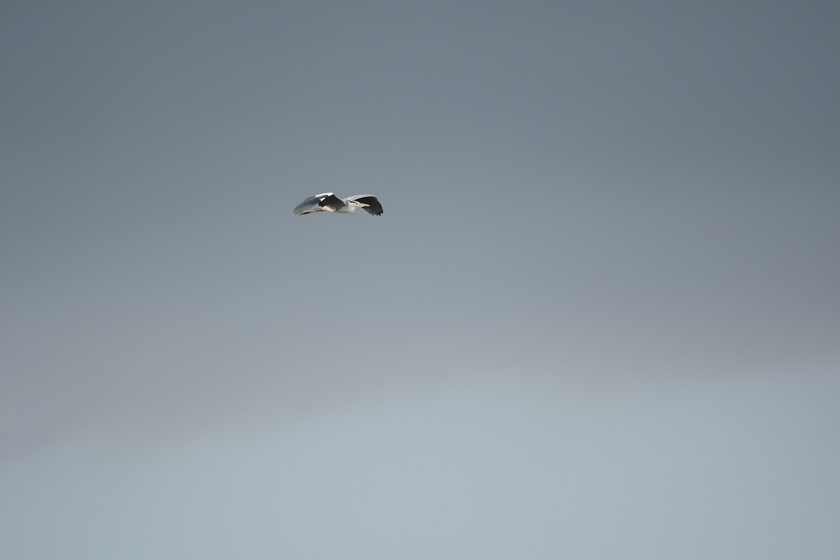 Gray Heron - ML638286881