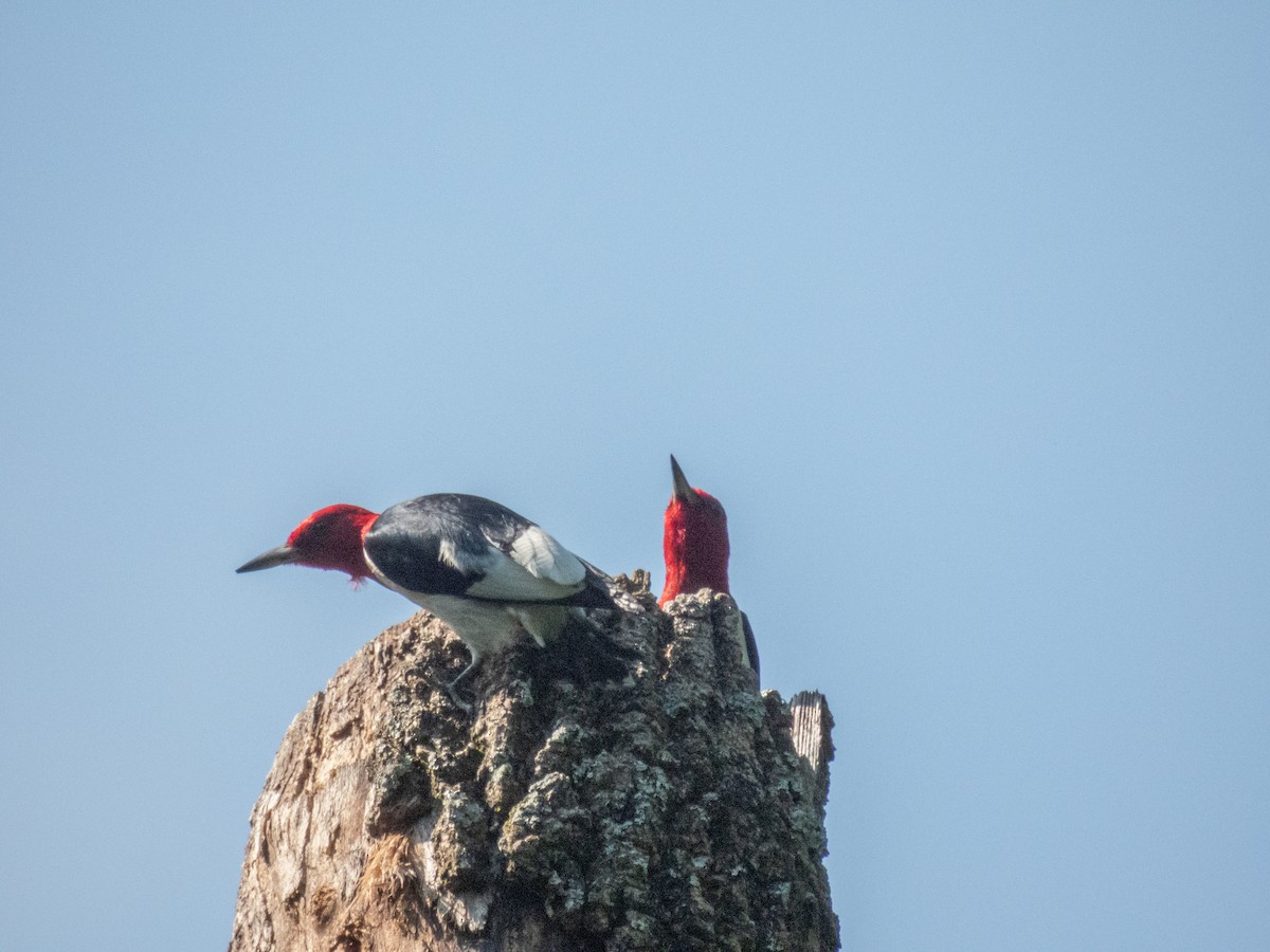 Red-headed Woodpecker - ML638286887