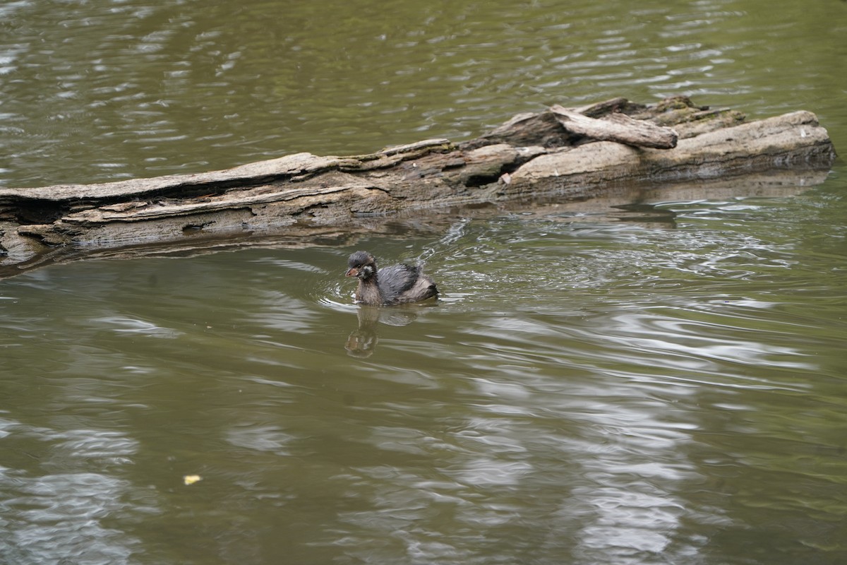 Pied-billed Grebe - ML638286889
