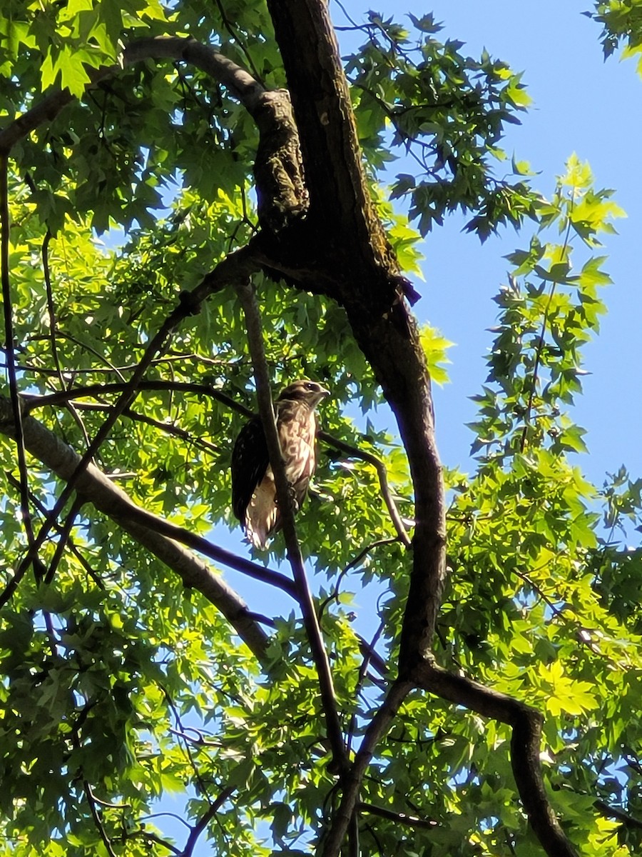 Red-shouldered Hawk - ML638286894