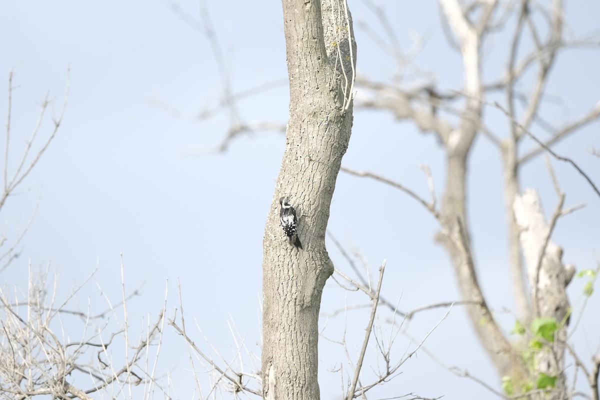 Middle Spotted Woodpecker - ML638286895