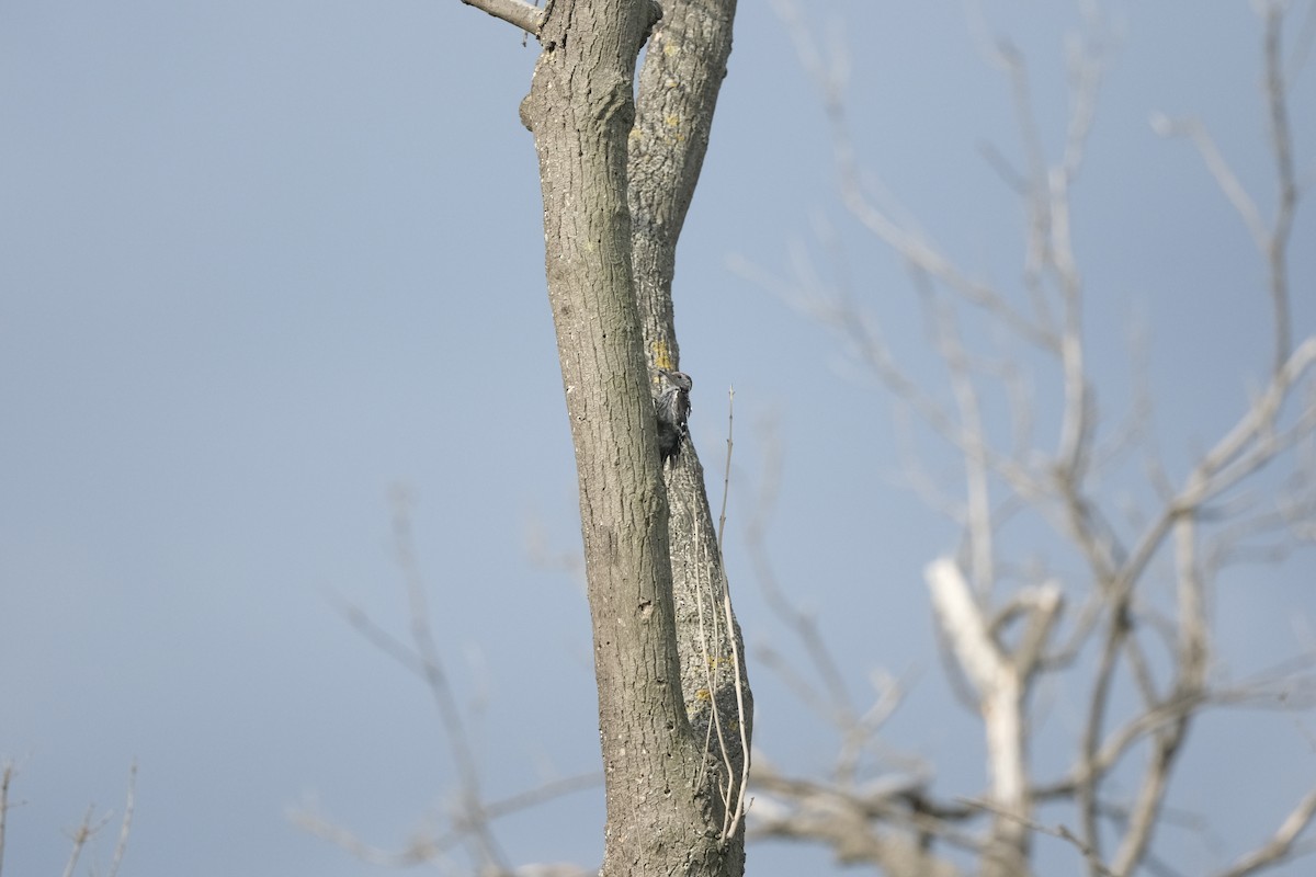 Middle Spotted Woodpecker - ML638286897