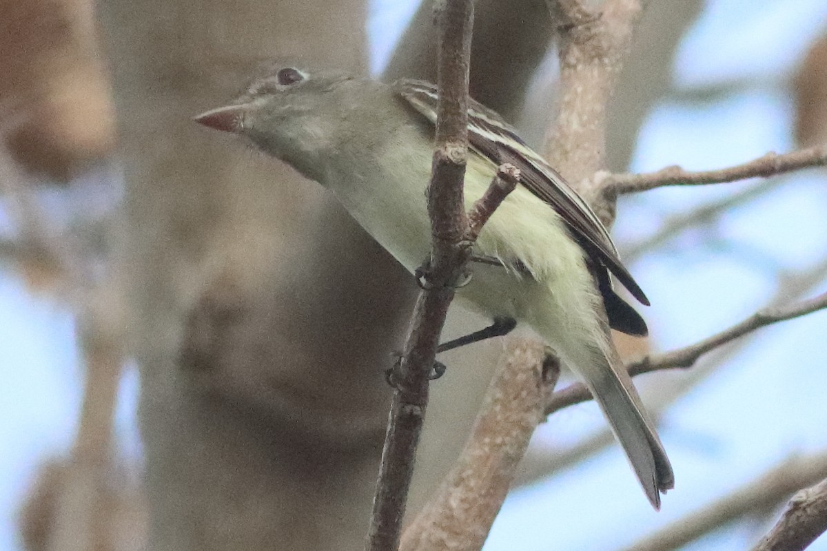 Least Flycatcher - ML638286907