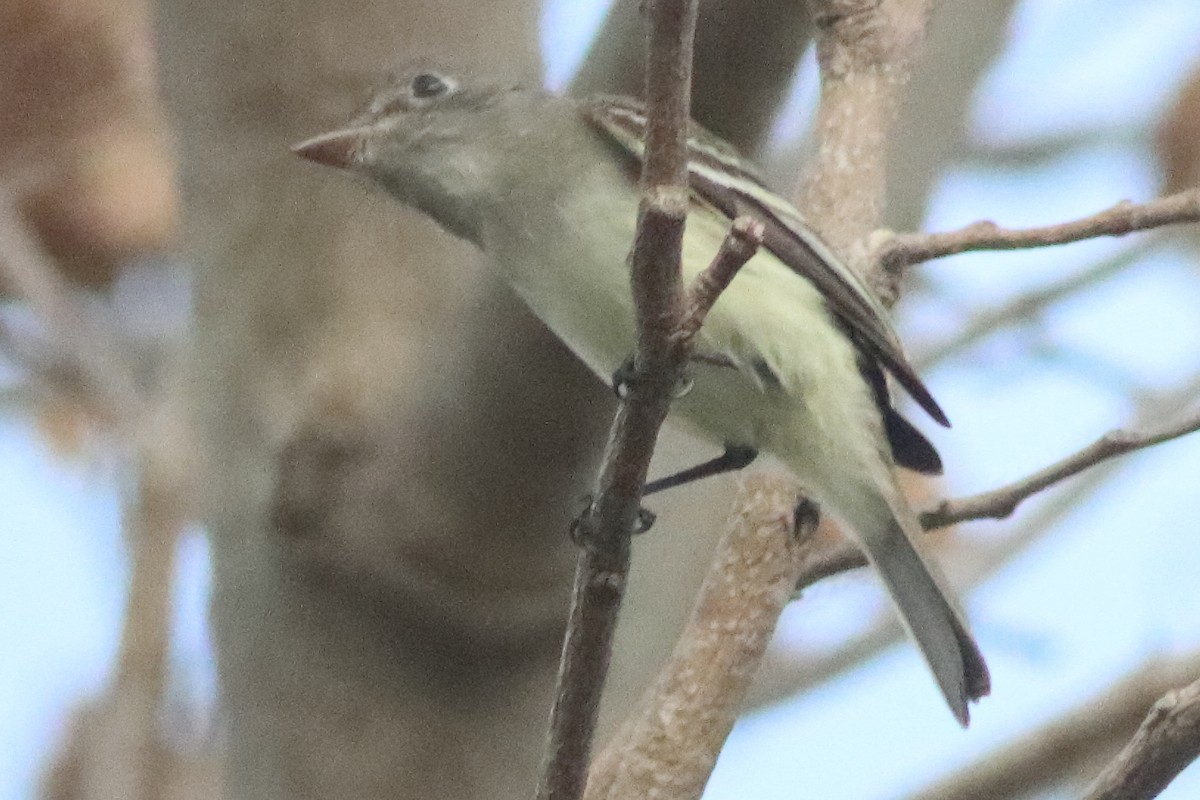 Least Flycatcher - ML638286908