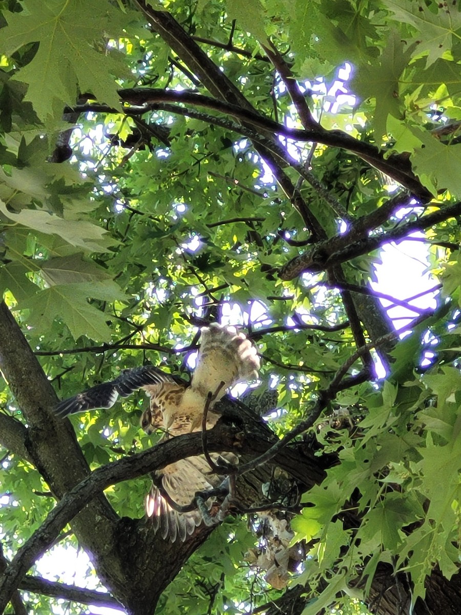 Red-shouldered Hawk - ML638286909