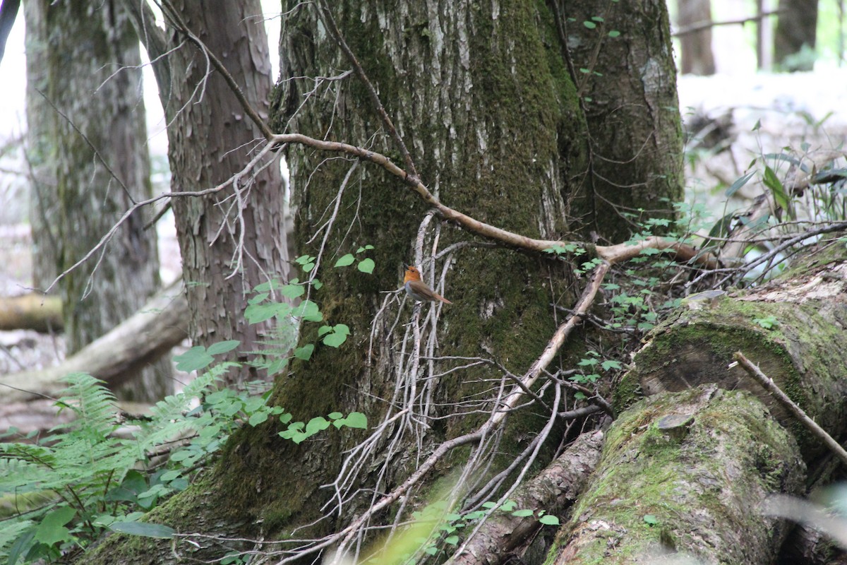 Japanese Robin - ML638286914