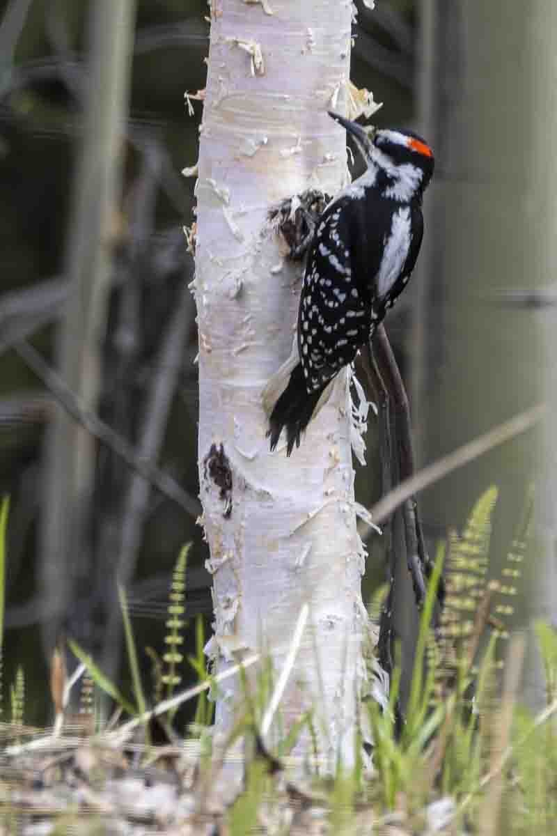 Hairy Woodpecker - ML638286916