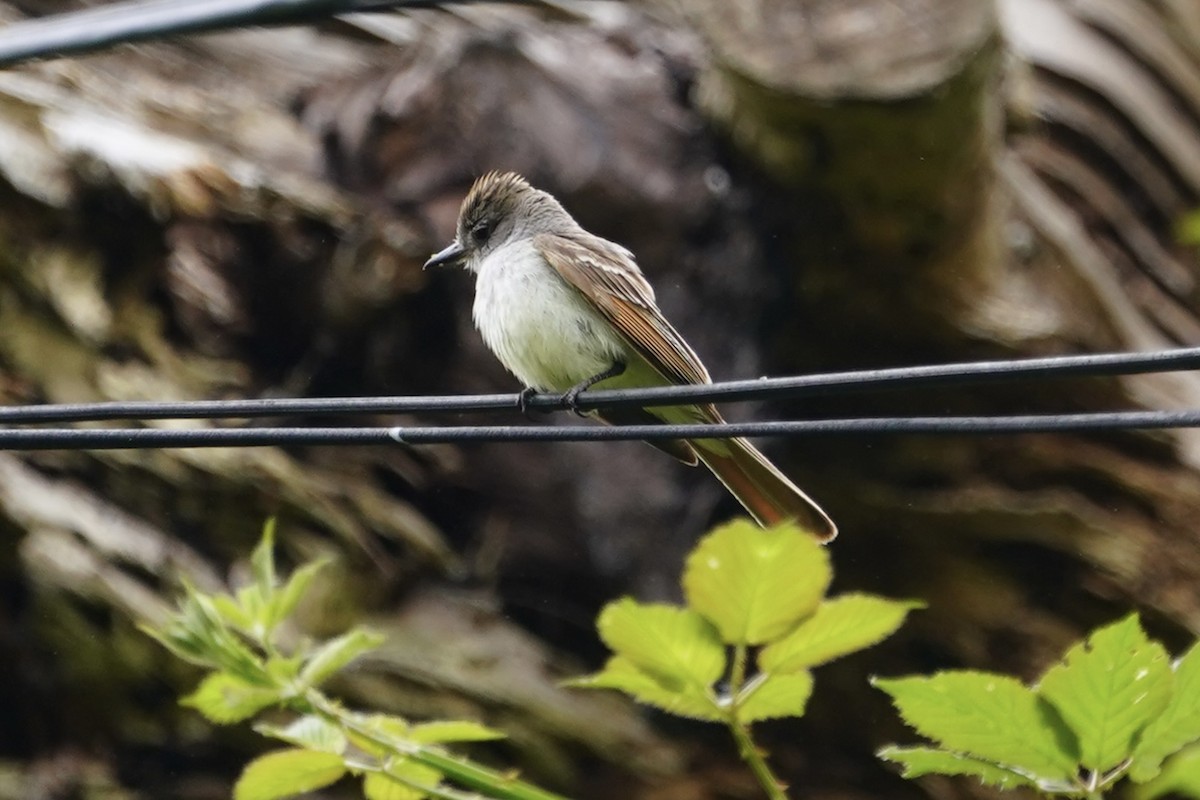 Ash-throated Flycatcher - ML638286918