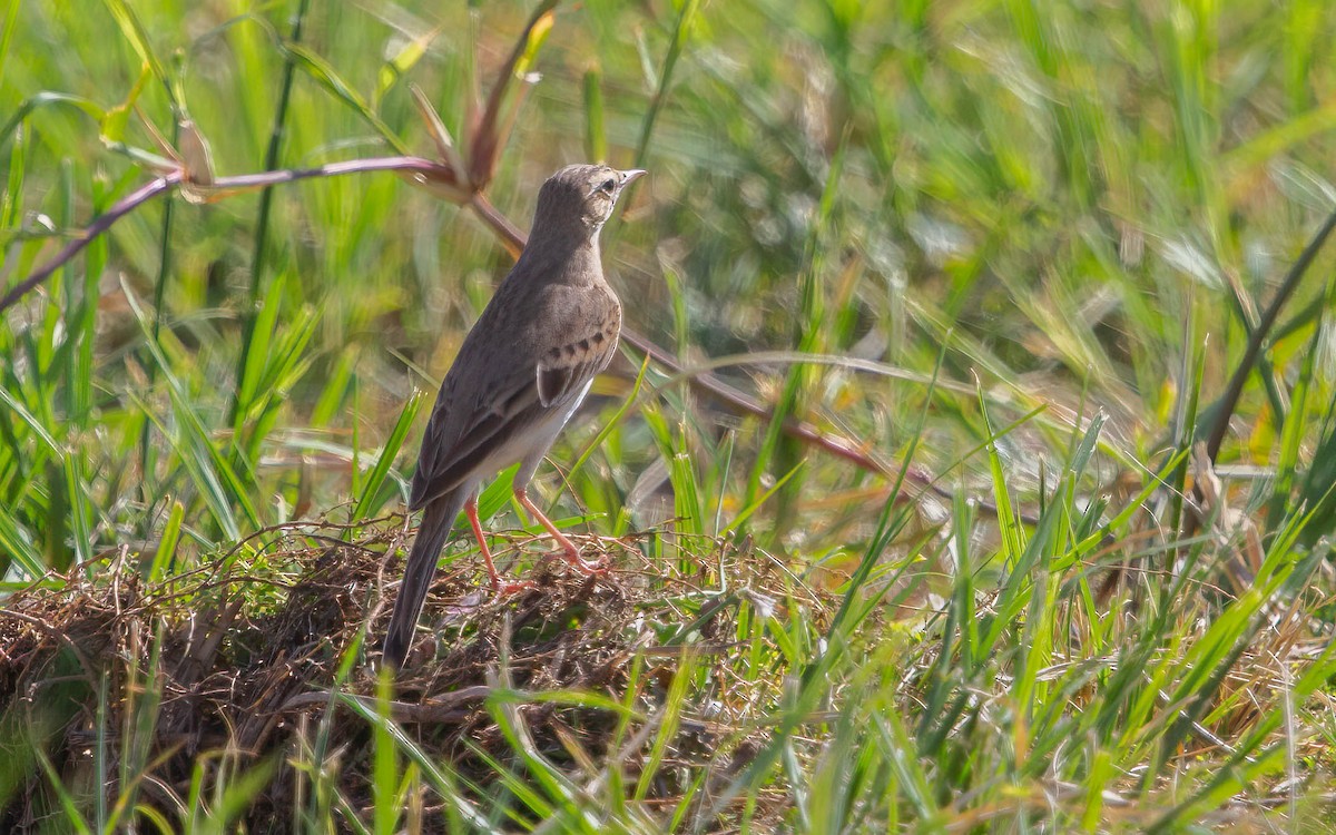 Tawny Pipit - ML638286919