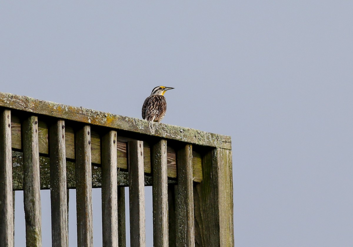 Eastern Meadowlark - ML638286925