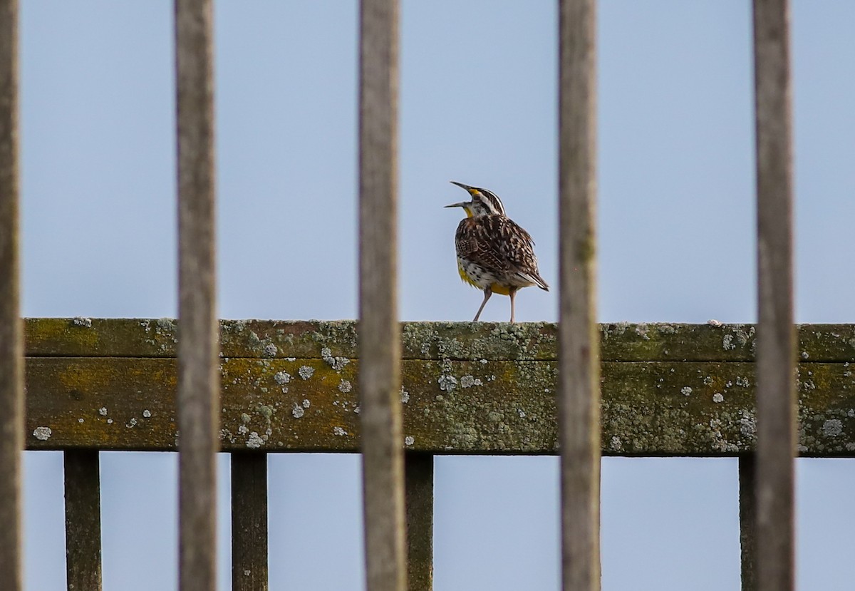 Eastern Meadowlark - ML638286927