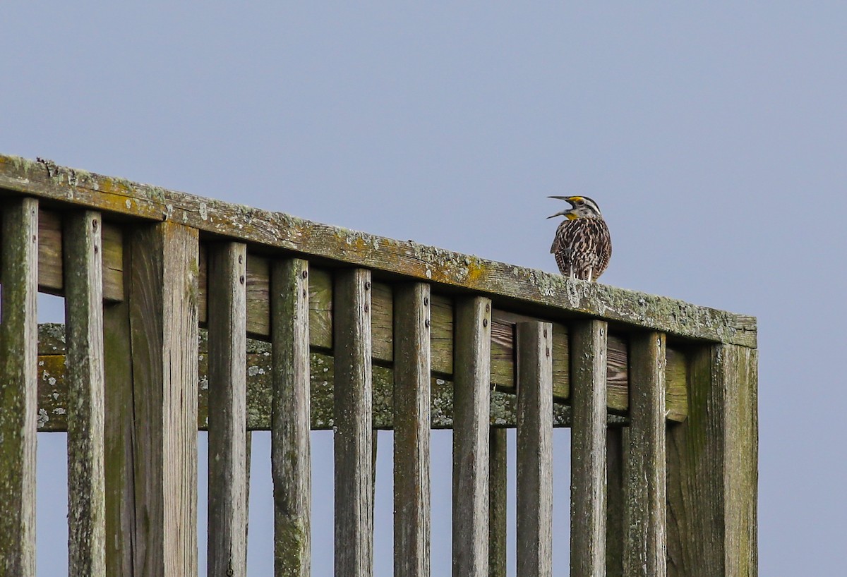 Eastern Meadowlark - ML638286928