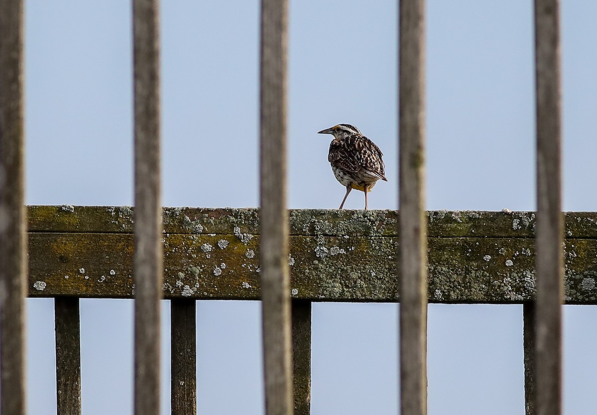 Eastern Meadowlark - ML638286929