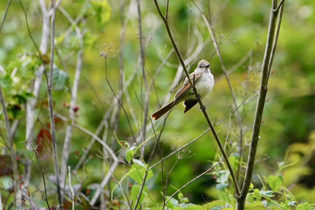 Ash-throated Flycatcher - ML638286939