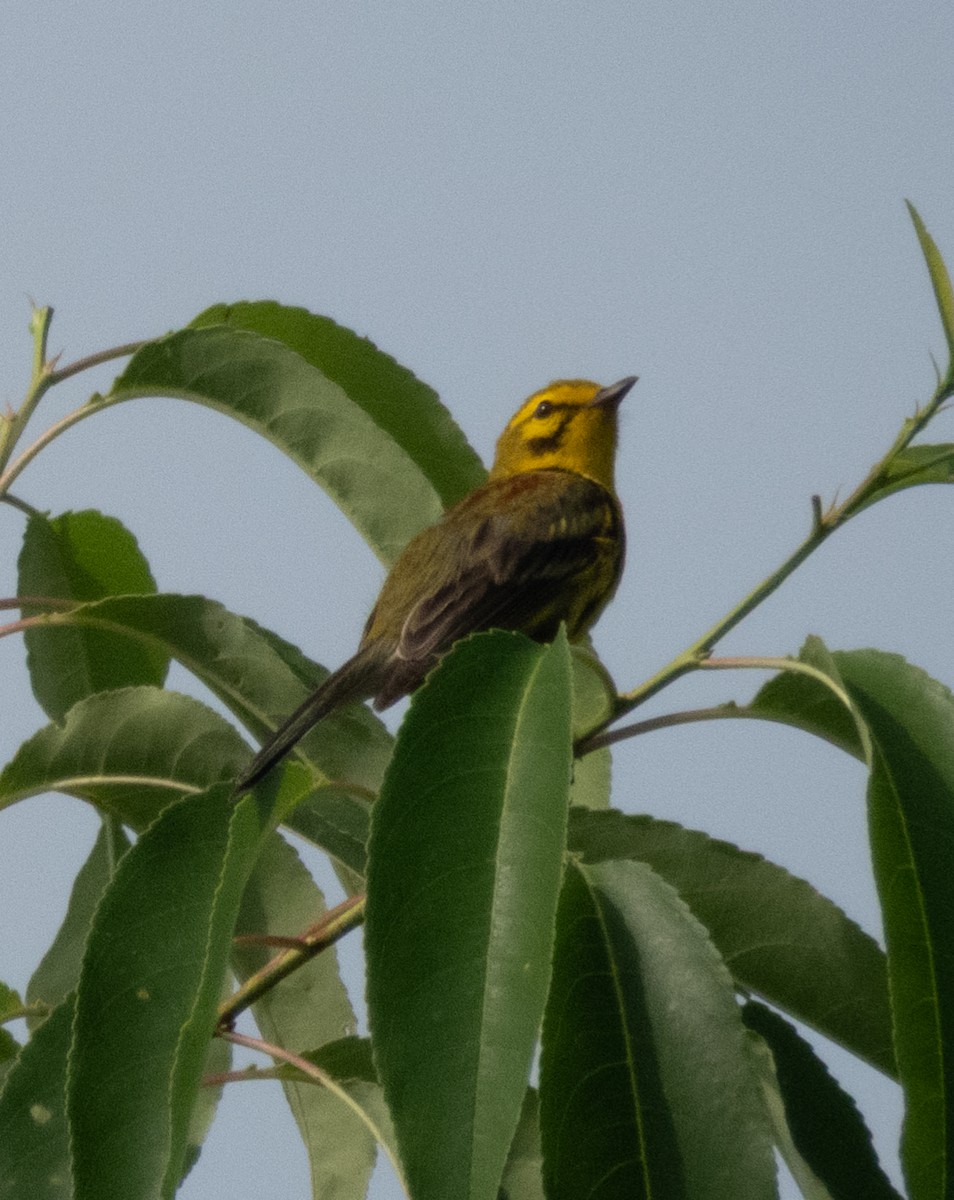Prairie Warbler - ML638286944