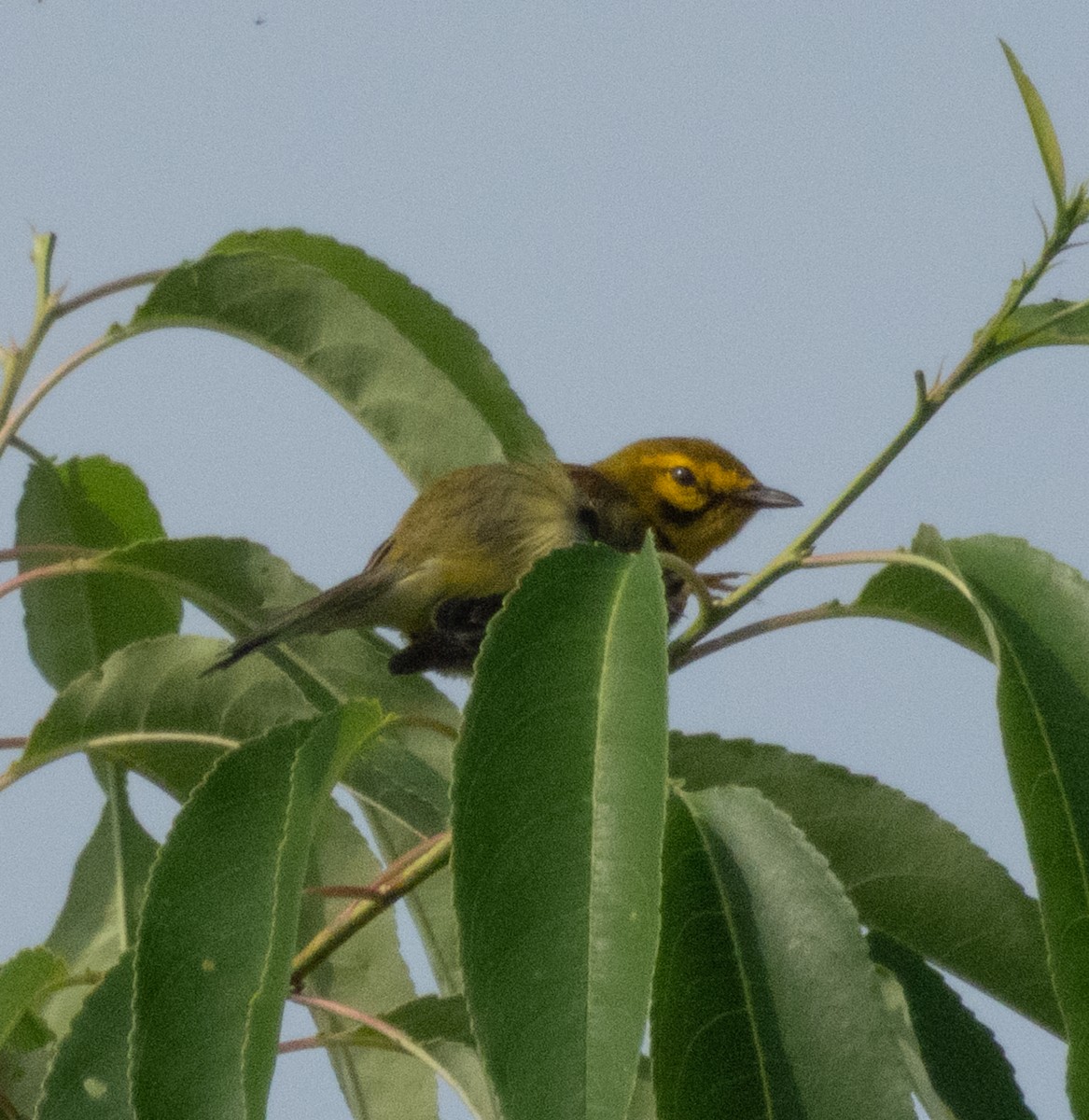 Prairie Warbler - ML638286945