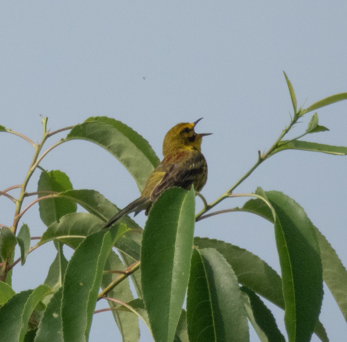 Prairie Warbler - ML638286946