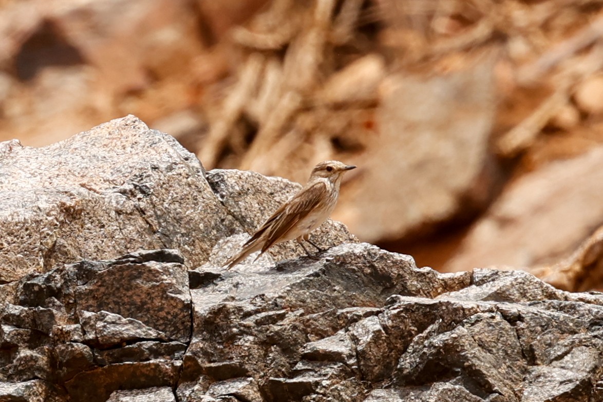 Spotted Flycatcher - ML638286947