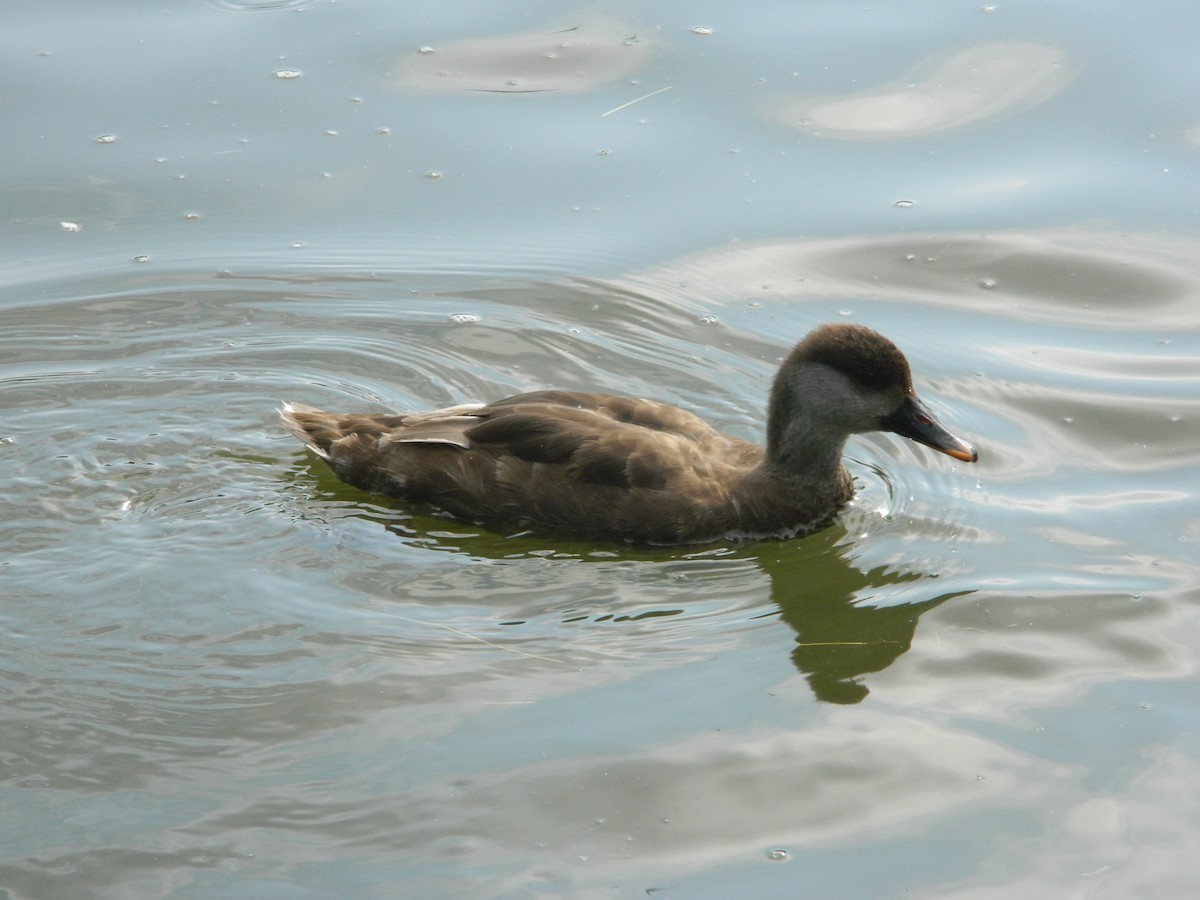 Red-crested Pochard - ML638286955