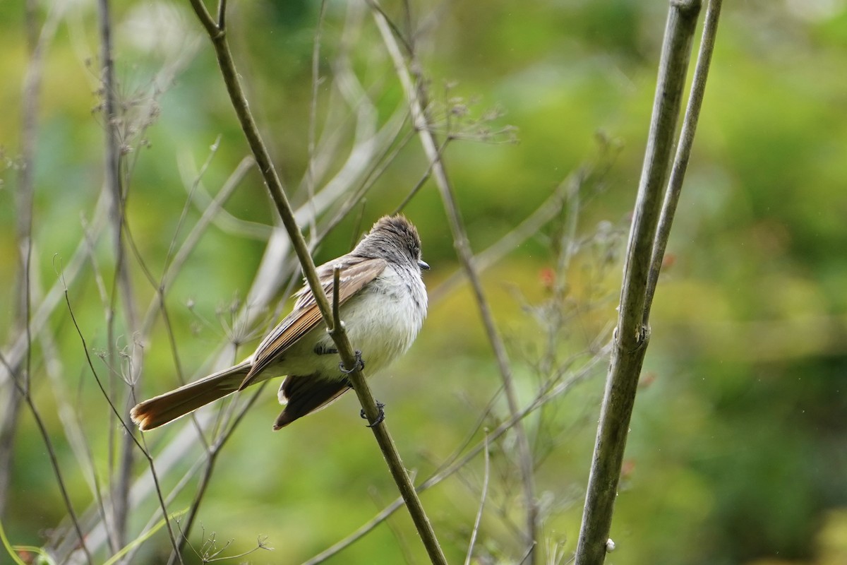 Ash-throated Flycatcher - ML638286966