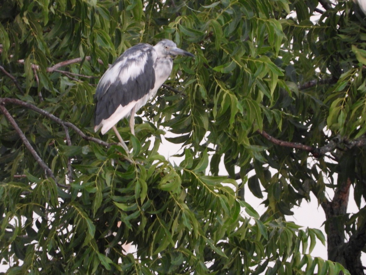 Little Blue Heron - ML638286971