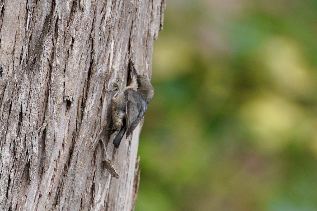 Pygmy Nuthatch - ML638286995