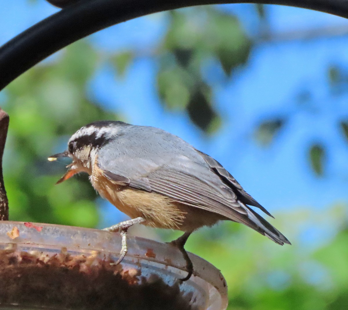 Red-breasted Nuthatch - ML638287000