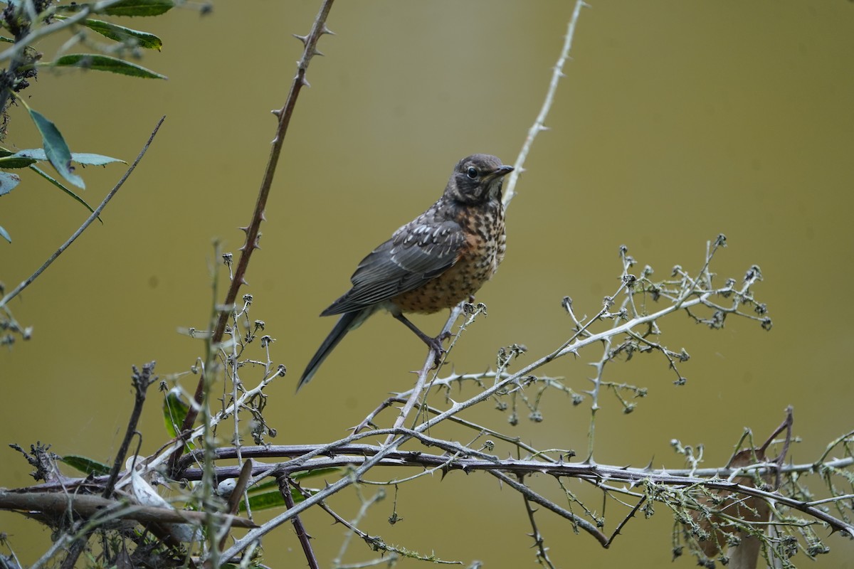 American Robin - ML638287001