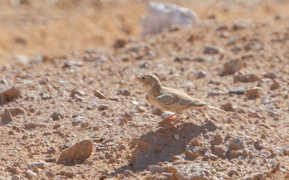 Black-crowned Sparrow-Lark - ML638287026