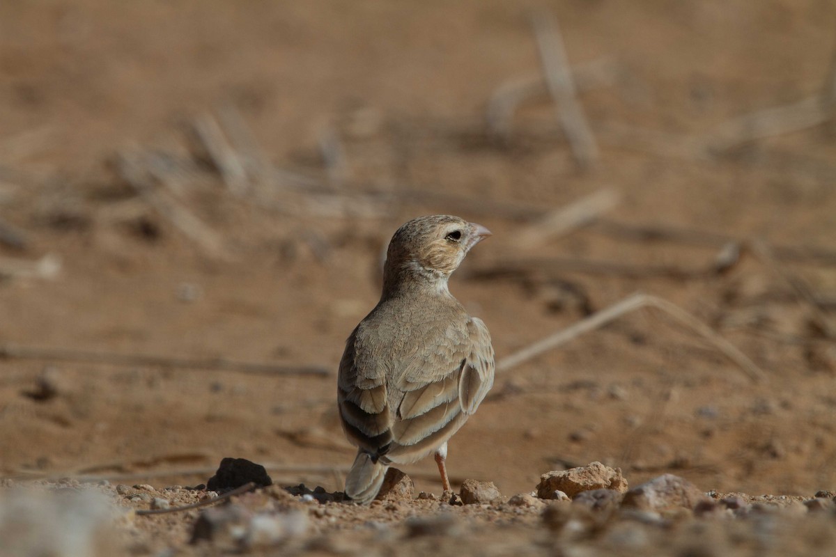 Black-crowned Sparrow-Lark - ML638287055
