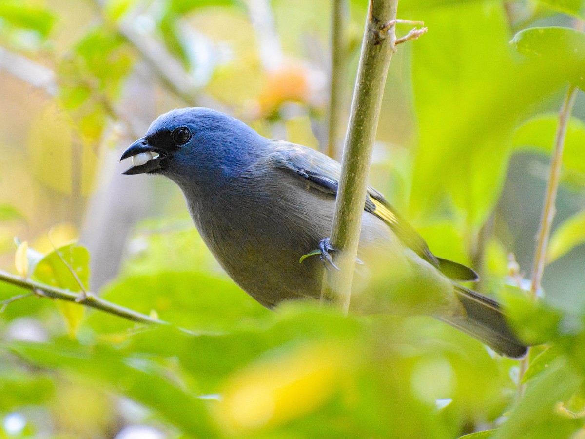 Tangara Aliamarilla - ML638287087