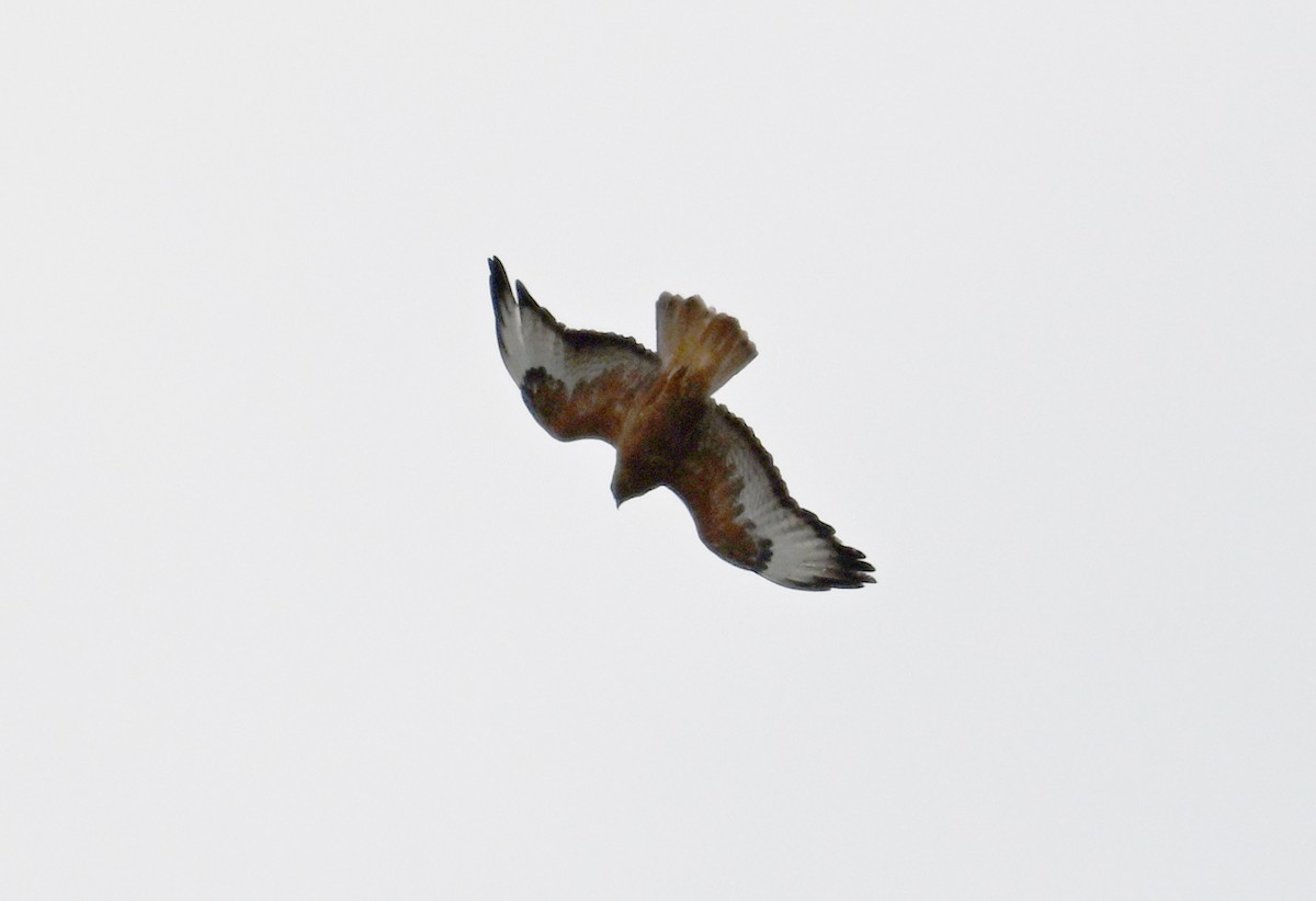 Common Buzzard - ML638287088