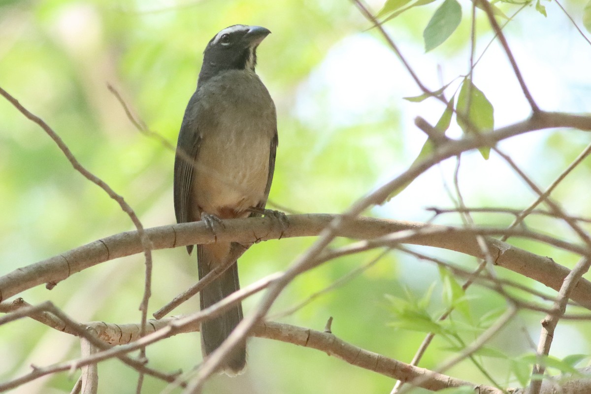 Cinnamon-bellied Saltator - ML638287097