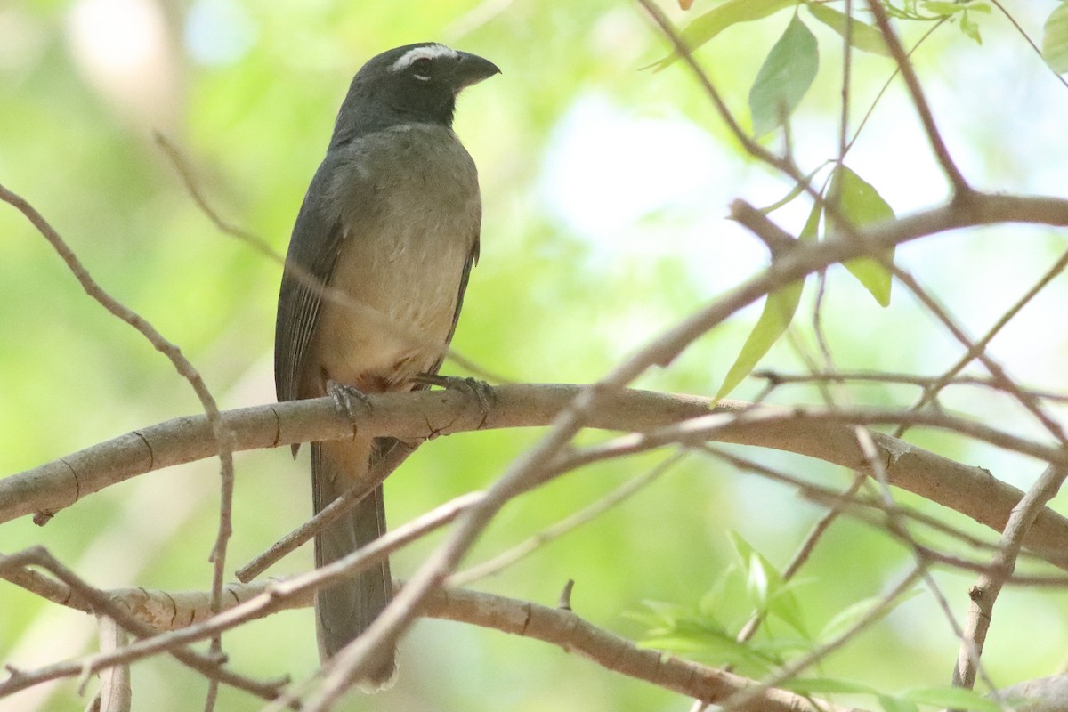 Cinnamon-bellied Saltator - ML638287098