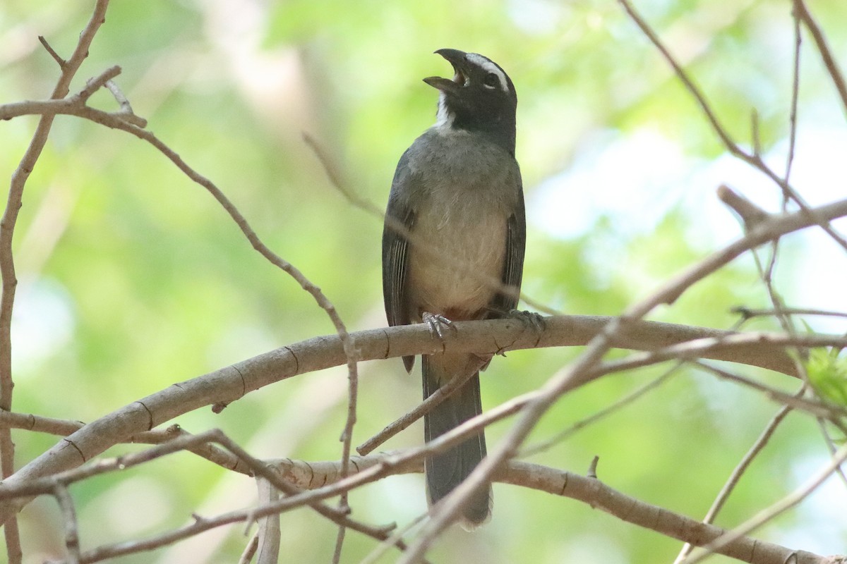 Cinnamon-bellied Saltator - ML638287099