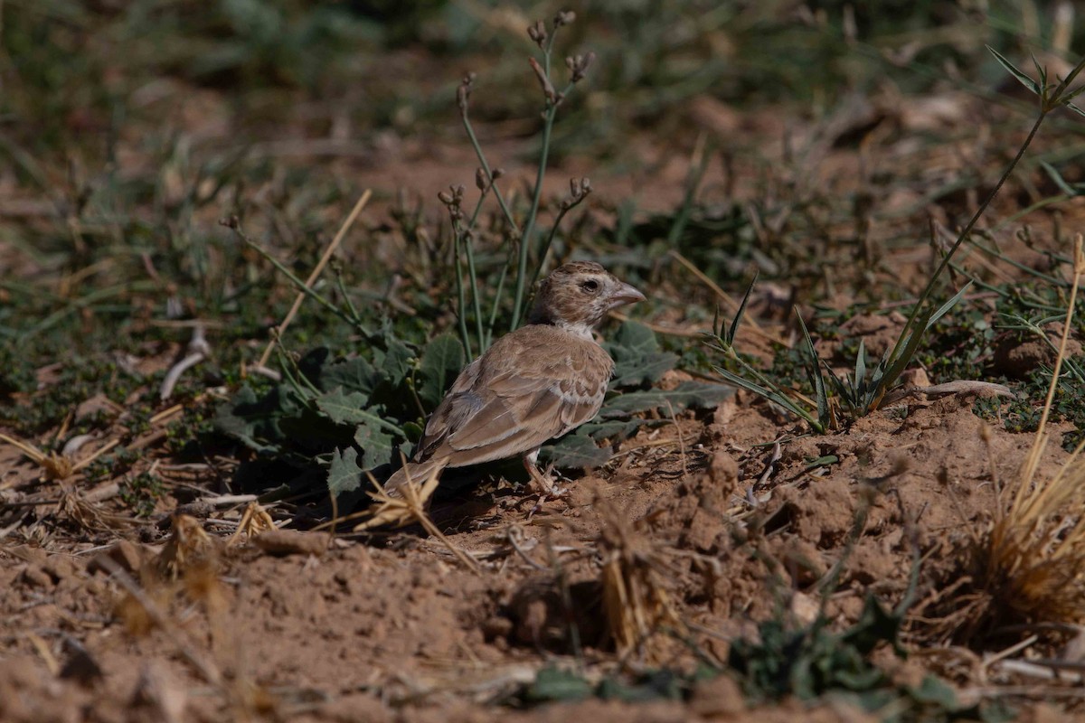 Black-crowned Sparrow-Lark - ML638287100